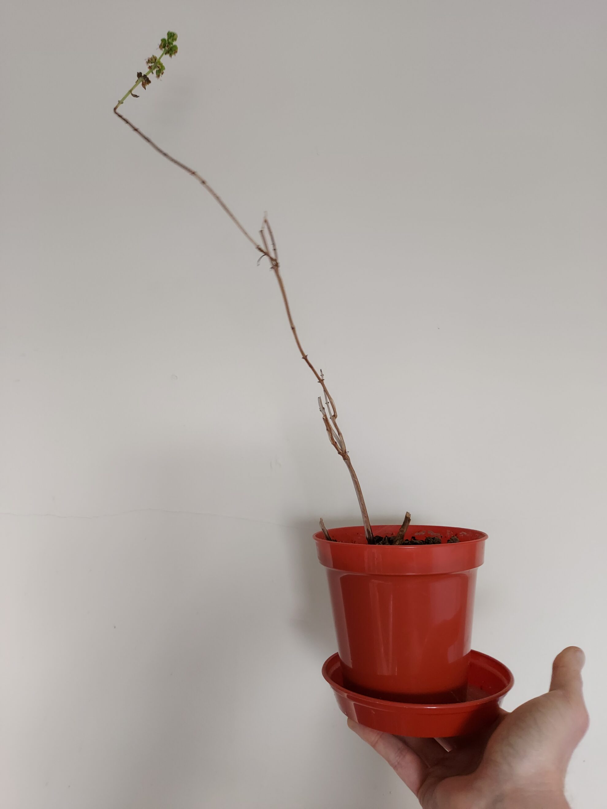 Basil Faulty Life With Adrian